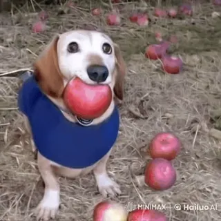 🌟 ebeaad2d MINIMAX chien, teckel, pomme, fruit, animal, mignon, animal de compagnie telegram sticker