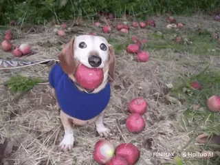 🌟 ecd7d88f chien, pomme, animal de compagnie, teckel, animal, fruit telegram sticker