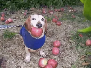 🌟 f495c6a4 chien, pommes, teckel, animal, fruit, animal de compagnie telegram sticker