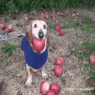 🌟 f4ea573d chien, teckel, pomme, mignon, animal de compagnie, animal, fruits, nature telegram sticker