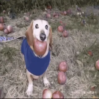 🌟 f7a32cee chien, teckel, pomme, mignon, animal, animal de compagnie, pommes telegram sticker