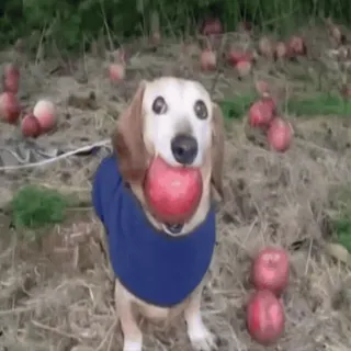 🌟 f93611e3 chien, teckel, pomme, animal de compagnie, mignon, animal, extérieur telegram sticker