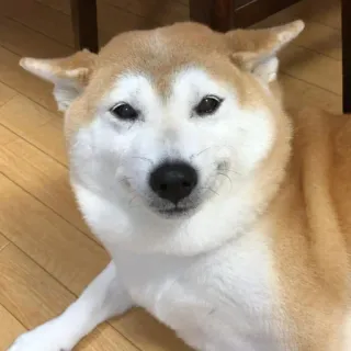 ☁ 8df4113a 狗, 柴犬, 宠物, 动物, 可爱, Doge telegram sticker