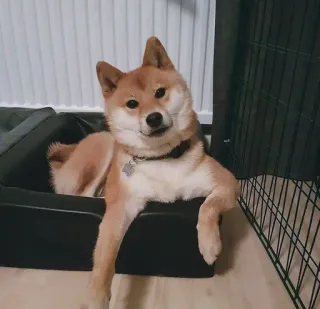 ☁ cc4f4ae5 狗, 柴犬, 宠物, 动物, 可爱, 家畜 telegram sticker