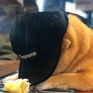 ☁ dd135f8a Supreme 狗, 帽子, Supreme, 时尚, 动物, 宠物 telegram sticker