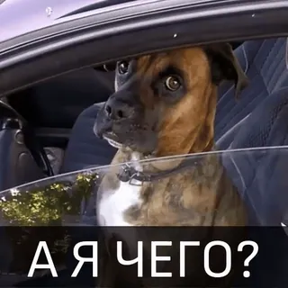 😝 2ef6f033 А Я ЧЕГО? 犬, 車, 窓, ロシア語, 質問, 混乱 telegram sticker
