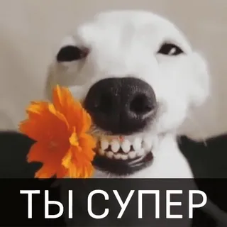 🔥 928bf92b ТЫ СУПЕР 犬, 花, 幸せ, ポジティブ, ロシア, 可愛い, 動物 telegram sticker