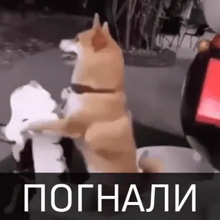 👌 b2b95016 ПОГНАЛИ 犬, 柴犬, ロシア語, テキスト telegram sticker