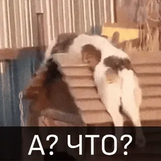 🤪 b34214c8 А? ЧТО? 牛, 階段, 面白い, 動物, 質問 telegram sticker