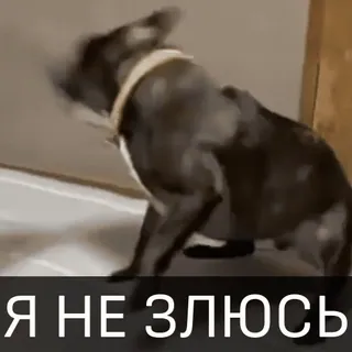 Собака улыбака telegram stickers