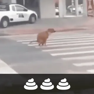 💩 b5dae40d 犬, うんち, 動物, 道 telegram sticker