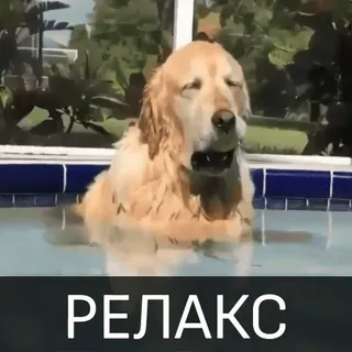 😉 c57735eb РЕЛАКС リラックス, 犬, プール, ゴールデンレトリバー, ロシア, 可愛い telegram sticker
