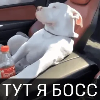 👊 cbbc7aab ТУТ Я БОСС 犬, ボス, ペット, 座り, 車, クール telegram sticker