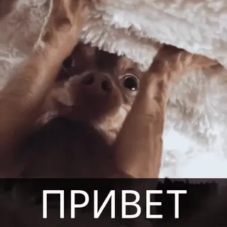 👋 e965fc88 ПРИВЕТ 犬, チワワ, ロシア, こんにちは, привет telegram sticker