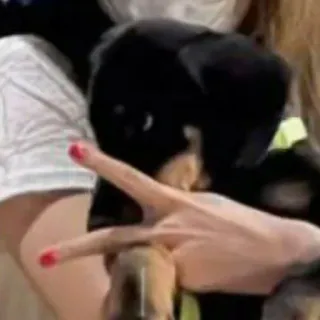 i follow you telegram stickers