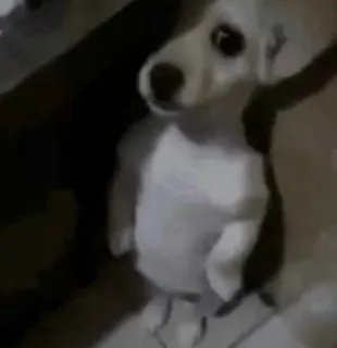 🧍‍♂️ 20435f99 犬, 子犬, 動物, ペット whatsapp sticker