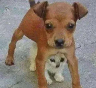 🦶 2178c075 犬, 猫, 動物, ペット, 友情, 面白い whatsapp sticker