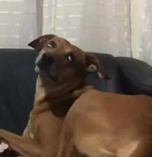 i follow you telegram stickers