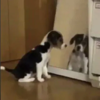 i follow you telegram stickers