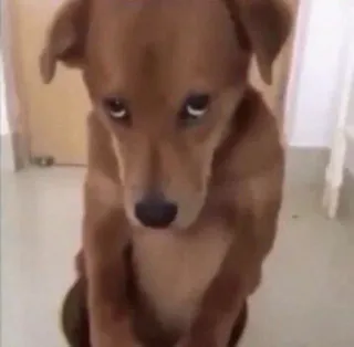 😬 3071658c 犬, 子犬, 動物, 悲しい, 可愛い, ペット whatsapp sticker