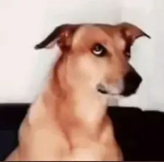 😁 31958c3c 犬, 動物, ペット, ポートレート, 可愛い whatsapp sticker