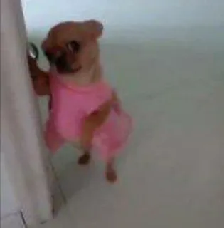 i follow you telegram stickers