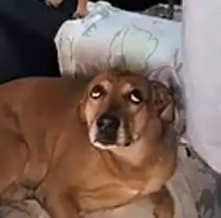 ☝️ 480a5ca2 犬, 動物, ペット, かわいい, 面白い, ミーム whatsapp sticker