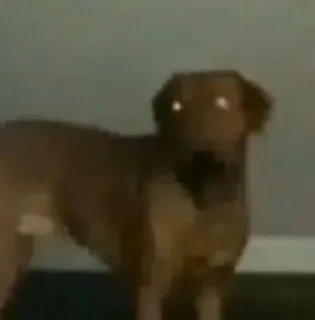 🦴 4913e0cd 犬, 動物, ペット, 家畜 whatsapp sticker