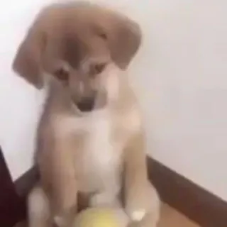 ☹️ 4bdd2023 犬, 子犬, 可愛い, 動物, ペット whatsapp sticker