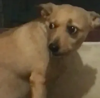 🤕 4d80a3be 犬, 子犬, かわいい, 動物, ペット whatsapp sticker