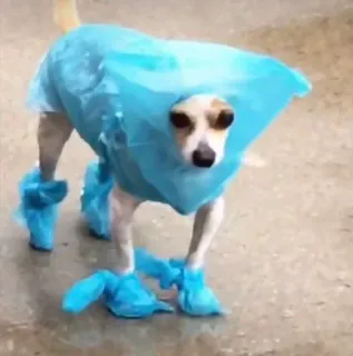 🦩 7ea34527 犬, レインコート, 子犬, 面白い, ペット, 動物 whatsapp sticker