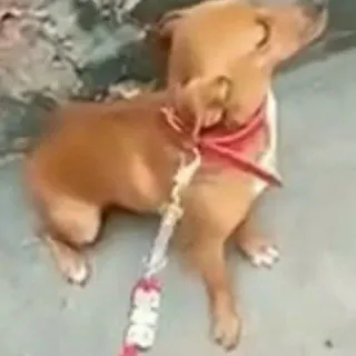 🐶 88ac4929 犬, ペット, 動物, 子犬, かわいい whatsapp sticker