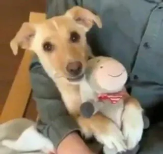 💞 93a2712f 犬, ペット, 動物, 子犬, ぬいぐるみ, かわいい whatsapp sticker