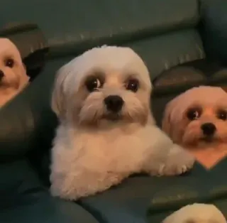 🐕 93af430b 犬, 子犬, かわいい, ペット, 動物, ソファ whatsapp sticker