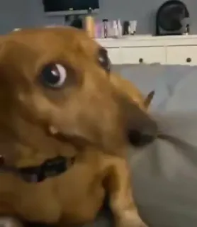 i follow you telegram stickers