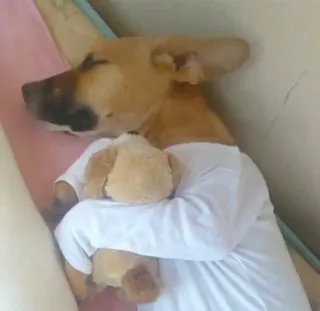 😴 9b95d704 犬, ペット, 睡眠, かわいい, 動物 whatsapp sticker