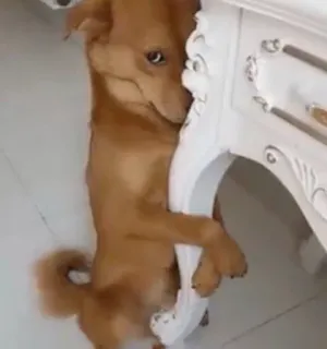 🥸 b14688df 犬, ペット, 動物, テーブル whatsapp sticker