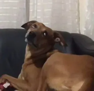 🧐 b690e146 犬, 動物, ペット, 家畜, かわいい, 愛らしい whatsapp sticker