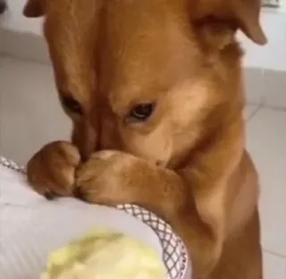 🙈 b7ed665d 犬, 食べ物, ペット, 動物, かわいい whatsapp sticker