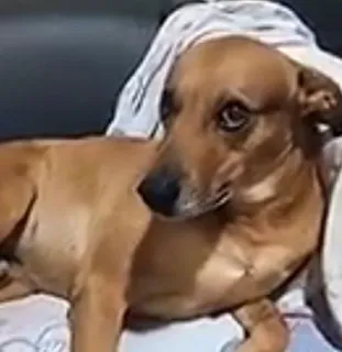 🤨 d0684d51 犬, 動物, ペット, 家畜, かわいい, 家畜化 whatsapp sticker