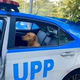 🦮 d21f61f1 UPP 警察, 犬, 車, UPP, 動物, パトカー whatsapp sticker