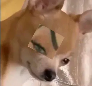 🤨 f0e68ec5 犬, チワワ, ペット, 動物 whatsapp sticker