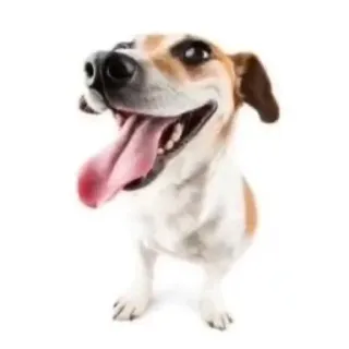 🐶 05460211 Hund, fröhlich, Tier, Haustier, häuslich telegram sticker