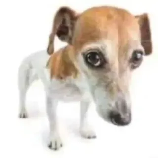 🐶 1e22d8cc Hund, Tier, Haustier, Terrier, süß, Welpe telegram sticker