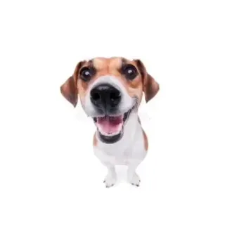 🐶 62cb4a4f Hund, Tier, Haustier, süß, zahm, Welpe telegram sticker