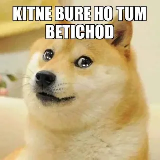 🥺 b210a35f KITNE BURE HO TUM BETICHOD doge, ミーム, 攻撃的, ユーモア, インドのスラング telegram sticker