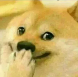 🤭 089bbc23 Doge собака, мем, доге, смешной, животное, интернет мем telegram sticker