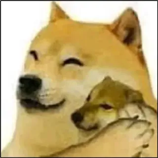 🥰 1855a54d Doge доге, мем, собака, питомец, животное, смешной telegram sticker