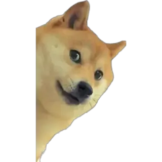 👀 31777daf Doge doge, собака, мем, интернет мем, подглядывающий, животное telegram sticker