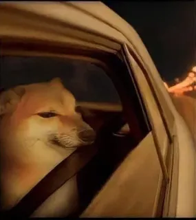 🤔 33a9b41b собака, животное, вождение, машина, Чимс, мем telegram sticker